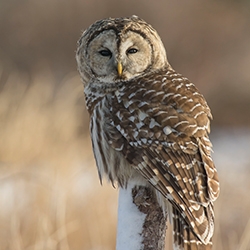 Birds of Prey