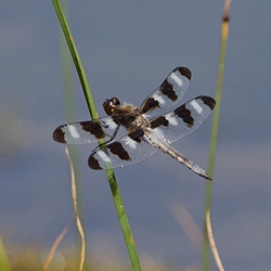 Insects