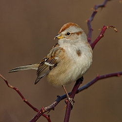 Sparrows and Allies