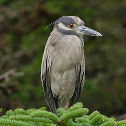 Herons and Egrets